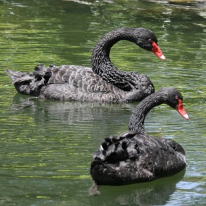 Cisnes Negros 